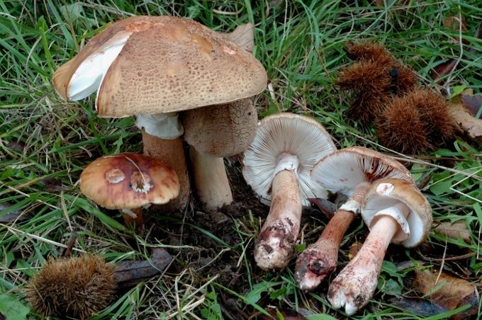 Amanita rubescens